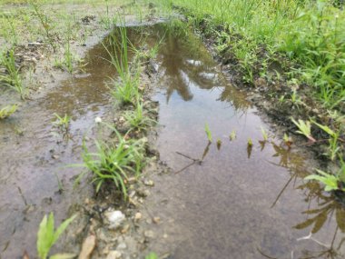 Şiddetli yağmurdan sonra boş tarım arazileri su birikintileriyle dolu.
