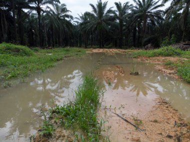 Boş tarım arazisinin hava manzarası su birikintileriyle dolu. 