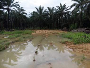 Boş tarım arazisinin hava manzarası su birikintileriyle dolu. 
