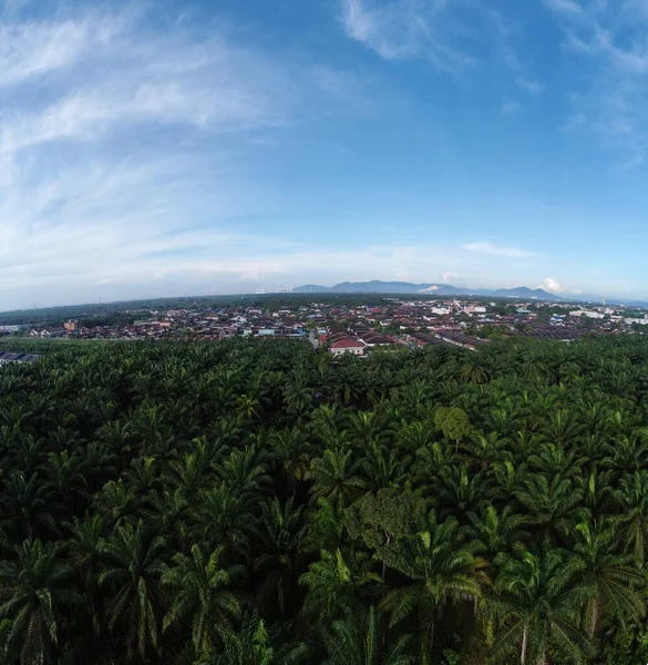 aerial morning suburb sky scene where it is surrounded with oil palm plantation