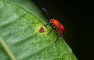 Küçük kırmızı eo-eocantheone furcellata perilerini kapatın..