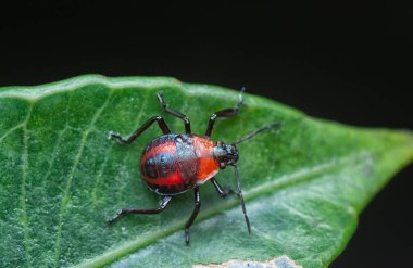 Küçük kırmızı eo-eocantheone furcellata perilerini kapatın..