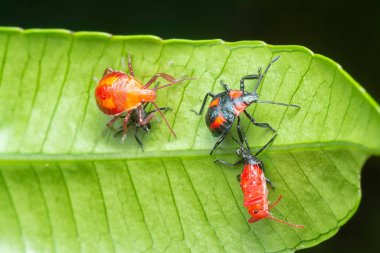 Küçük kırmızı eo-eocantheone furcellata perilerini kapatın..