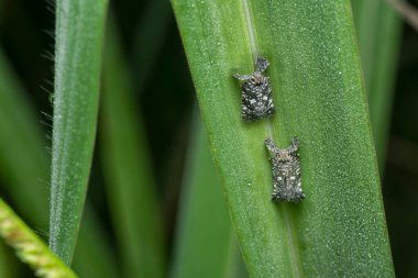 Küçük Lophopid Planthopper 'a yakın dur.
