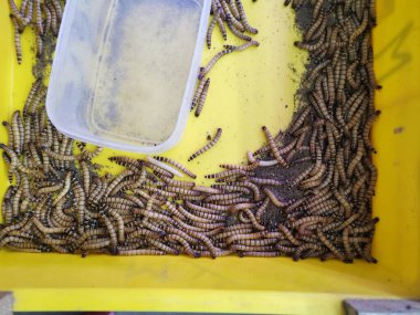 Bir sürü canlı kurtçukla dolu plastik kaplar.