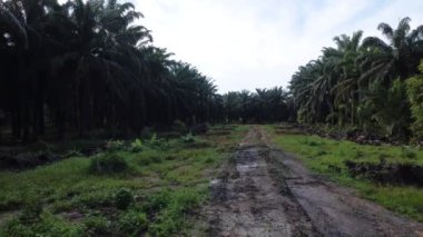 Boş tarım arazisinin hava manzarası su birikintileriyle dolu. 