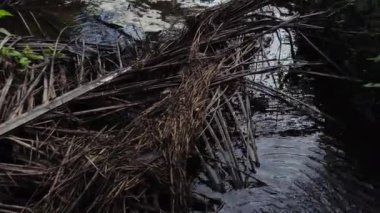 Çiftlik drenajı nehrinin yüzeyinde beyaz kahverengimsi köpük hattının hava görüntüleri..