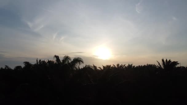 Воздушная Сцена Рассвета Неба Сельском Хозяйстве Плантации Пальмового Масла — стоковое видео