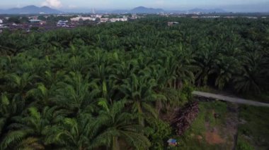 Sabahın erken saatlerinde gökyüzü manzarasında ön planda yağ palmiyesi fidanlığı.