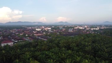 Sabahın erken saatlerinde gökyüzü manzarasında ön planda yağ palmiyesi fidanlığı.