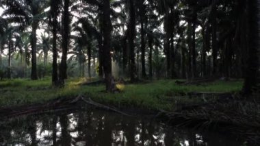 Sabahın erken saatlerinde, Yağ Palmiyesi plantasyon gölünde.