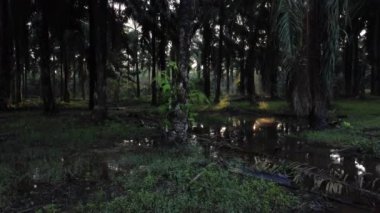Sabahın erken saatlerinde, Yağ Palmiyesi plantasyon gölünde.