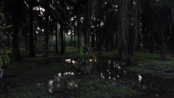 Sabahın Erken Saatlerinde Yağ Palmiyesi Plantasyon Gölünde — Stok video