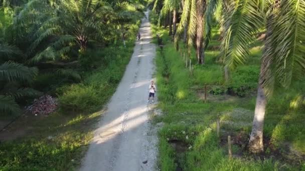 Man Taking Aerial Footage Pathway Oil Palm Plantation — Stock Video