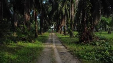 Perak, Malezya. 31 Aralık 2022: Tanınmayan yabancının Kg Koh Oil Palm Plantasyonu 'ndaki petrol palmiye çiftliğinde doğa yürüyüşü için köpeklerini dışarı çıkardığı sahne.