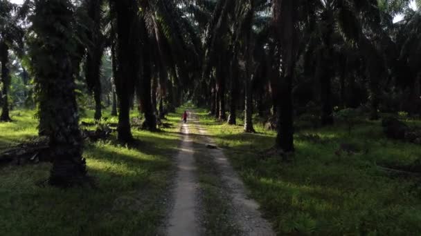 マレーシアのパーク 12月31 2022 認識できない見知らぬ人の距離シーンは Kgのオイルパームプランテーションのオイルパームファームで自然の散歩のために彼の犬を取り出す — ストック動画