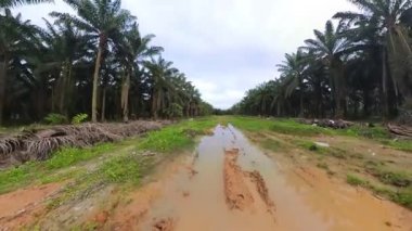 scene of the vacant agriculture land fulls of puddle and weed plant  