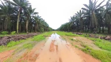 scene of the vacant agriculture land fulls of puddle and weed plant  