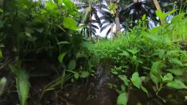 農村部の農道沿いに排水システムがあり — ストック動画