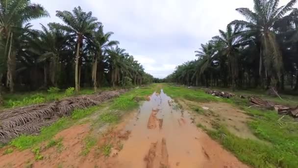 Scene Vacant Agriculture Land Fulls Puddle Weed Plant — Video Stock