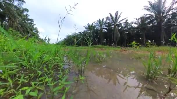Scene Vacant Agriculture Land Fulls Puddle Weed Plant — Video