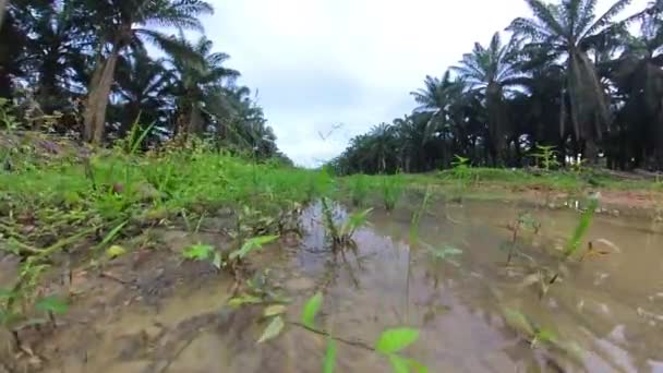 Scene Vacant Agriculture Land Fulls Puddle Weed Plant — Vídeo de Stock