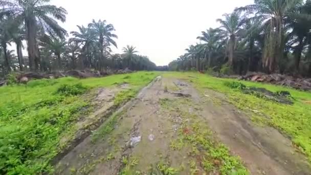 Scene Vacant Agriculture Land Fulls Puddle Weed Plant — Stok Video