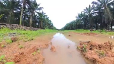 scene of the vacant agriculture land fulls of puddle and weed plant  