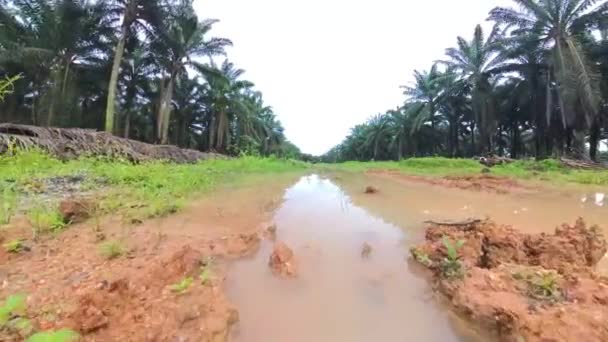 Scene Vacant Agriculture Land Fulls Puddle Weed Plant — Wideo stockowe