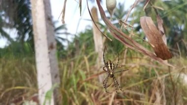 Sarı bahçe örümceği ve ağda asılı yumurta kesesi.