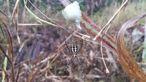 Yellow Garden Spider Egg Sac Hanging Web — Stock Video