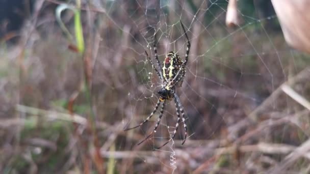 黄色的花园蜘蛛和挂在网上的蛋囊 — 图库视频影像
