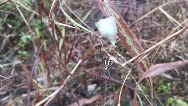 Păianjen Galben Grădină Sacul Agățat Web — Videoclip de stoc