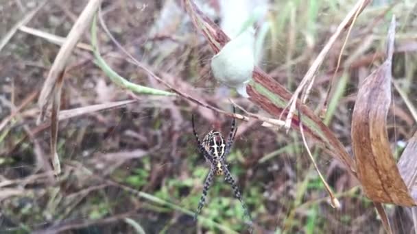 Yellow Garden Spider Egg Sac Hanging Web — 비디오