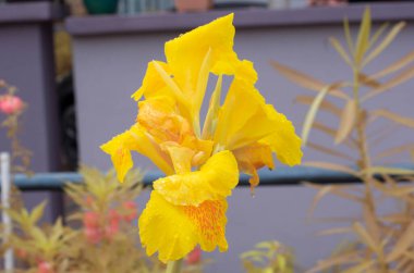 Güzel sarı renkli kanna İndika zambağı çiçeği 