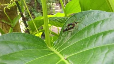 two tiny silt-legged flies mating on the leaves.