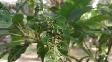 cancerous gall infesting the mango leaves.