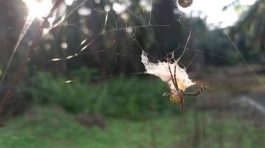 Sarı bahçe örümceği ve ağda asılı yumurta kesesi. 