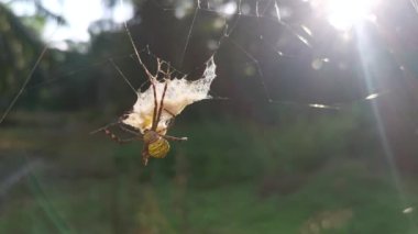 Sarı bahçe örümceği ve ağda asılı yumurta kesesi. 