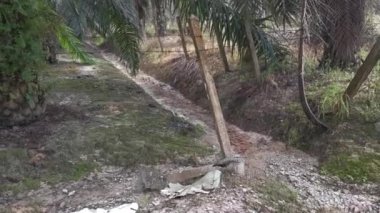 wild squirrel running around the plantation farm