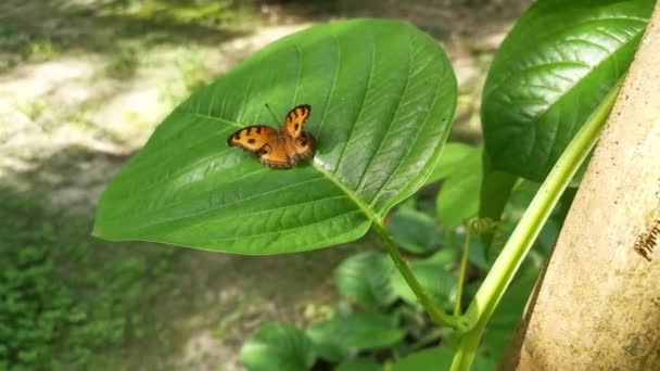 Peacock Pansy Butterfly Resting Green Leaves — Vídeo de Stock