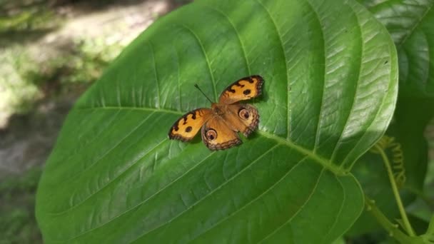 Peacock Pansy Butterfly Resting Green Leaves — Vídeo de Stock