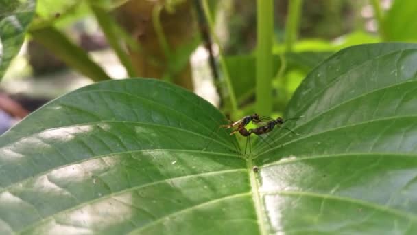 Δύο Μικροσκοπικές Μύγες Μεταξωτά Πόδια Που Ζευγαρώνουν Στα Φύλλα — Αρχείο Βίντεο