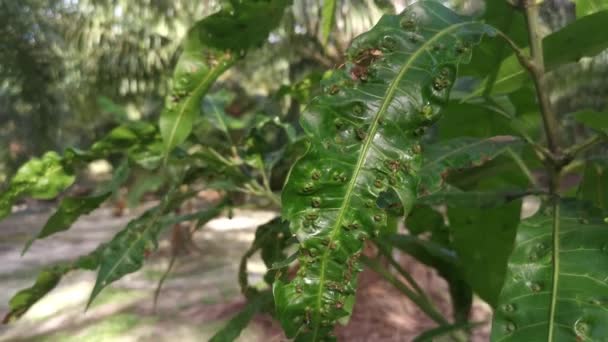 Cancerous Gall Infesting Mango Leaves — Vídeo de stock