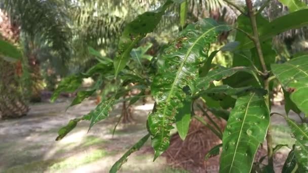 Cancerous Gall Infesting Mango Leaves — Stok video