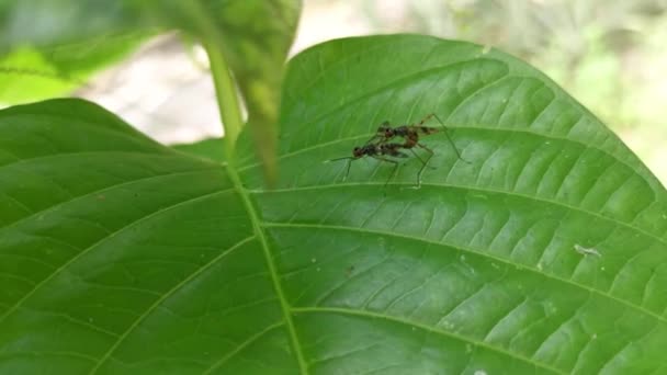 Δύο Μικροσκοπικές Μύγες Μεταξωτά Πόδια Που Ζευγαρώνουν Στα Φύλλα — Αρχείο Βίντεο