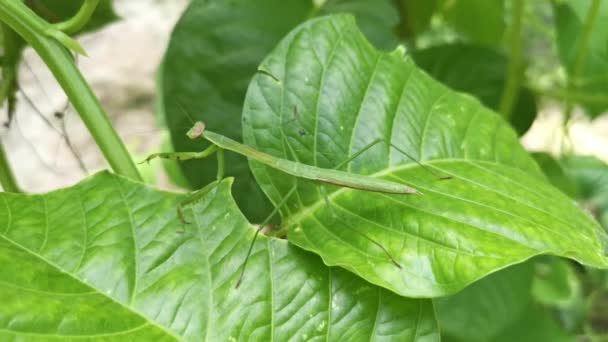 Nymf Mantis Religiosa Insekt Vilar Gröna Bladen — Stockvideo