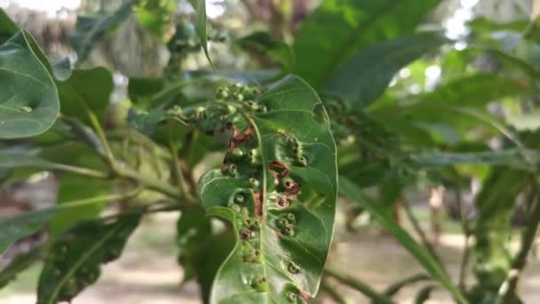 Cancerous Gall Infesting Mango Leaves — Vídeo de Stock