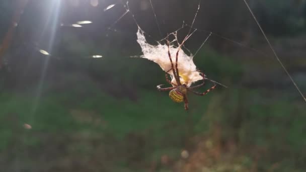 Araña Amarilla Del Jardín Saco Huevo Colgando Tela — Vídeos de Stock