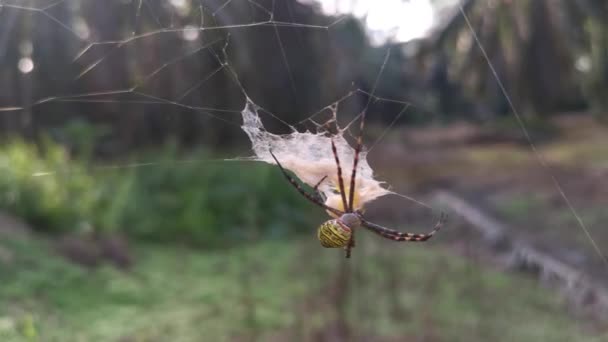 黄色的花园蜘蛛和挂在网上的蛋囊 — 图库视频影像